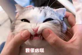 给猫咪刷牙，发现她好像没有门牙？假猫和真猫刷牙区别也太大了！视频封面