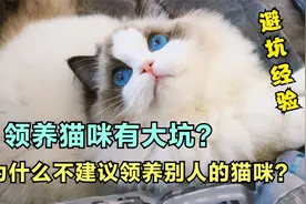 别踩坑了，为什么不建议领养别人养的猫咪？视频封面