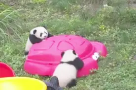 萌化了！重庆两对双胞胎熊猫宝宝集体上“幼儿园”！