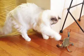 猫咪遇到螃蟹之后的反应，被螃蟹夹得嗷嗷叫，实在太逗了！视频封面