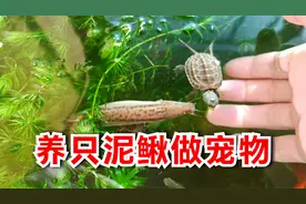 养只泥鳅做宠物，皮实互动性强清理龟缸垃圾，堪称最好养的原生鱼