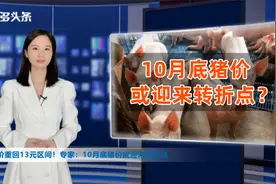 官方大力调控，猪价重回13元区间！专家：10月底猪价或迎来转折点视频封面