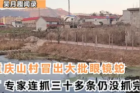 重庆山村冒出大批毒蛇，专家连抓30条仍没抓完，村民们有家不能回