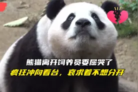 熊猫离开饲养员委屈哭了，疯狂冲向看台，哀求着不想分开视频封面