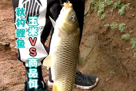 秋季钓鲤鱼，玉米和商品饵哪个才好用？这才是秋钓鲤鱼用饵的关键视频封面