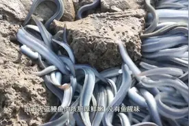 珠海：不止白蕉海鲈！斗门还有一条珍贵的鱼视频封面