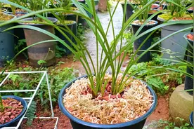 如何用水苔养兰花？浙江18年养兰人教你使用方法，新手学学吧视频封面