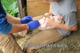 同样是猪，为何国外猪肉就“骚气十足”呢真的是没有放血的原因吗视频封面