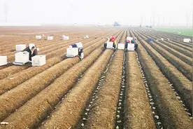 大姜种植全过程，播种浇水放土盖膜4亩多地一天完活，这工钱值视频封面