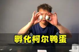 小伙23元网购两枚网红“柯尔鸭蛋”，看看成功孵化柯尔鸭？