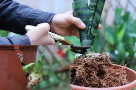 移栽虎皮兰，这样剪一刀，新芽长得快长得粗视频封面