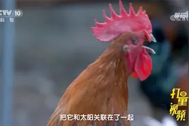 十二生肖鸡为何叫酉鸡，鸡也会到点下班？听专家讲解丨解码科技史视频封面