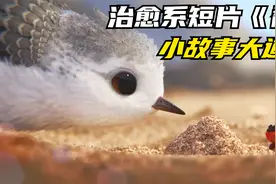 影视：豆瓣评价9.4奥斯卡最佳短片用两分钟时间教你如何教育孩子视频封面