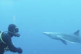 罕见！凶猛鲨鱼张开血盆大口突袭潜水员 猛亲了下额头后悠闲游走视频封面