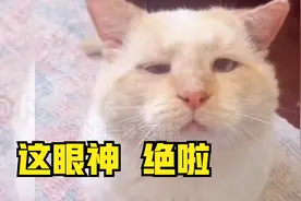 大橘猫：梨花才是我一生所爱视频封面