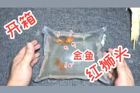 网购开箱“红狮头金鱼”3条，没想到又翻车了，最后只剩下1条！