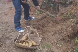 乡下冬笋3元一斤，农村老哥挖出翔也没挖到几条，农民挣钱太难了视频封面