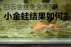 青蛙中的抗冻小强，白云金丝鱼全冻死，小金蛙耐寒强丝毫不受影响