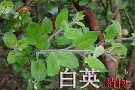 “白英”看似普通却珍贵！大家容易忽略它，用途与价值您可知道？视频封面