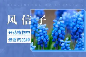 开花植物中最香的品种—风信子