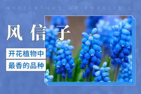 开花植物中最香的品种—风信子