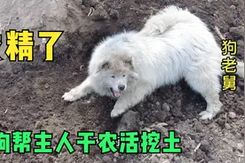 为这个家这条狗真是操碎了心，每天都帮主人干农活挖土，太懂事了视频封面