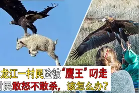 黑龙江农民遭“金雕”袭击，竟是一级保护动物，村民称敢怒不敢杀视频封面