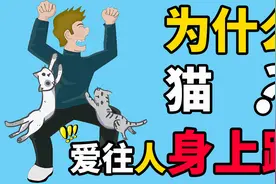 猫为什么爱往人身上跳？不是因为离不开你！视频封面