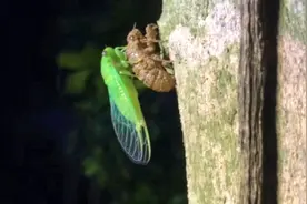 会叫的知了是公的还是母的——晚上小树林找蝉蛹与水哥为这个争吵