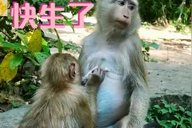 娜拉的肚子很大了，出现孕吐，阿曼达过来给它梳理视频封面