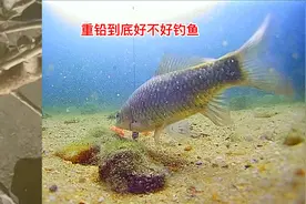 重铅到底好不好钓鱼，水下鲫鱼吃饵是什么状态