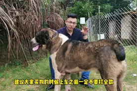 两万元买的恶霸犬却收到小土狗，处理结果令人愤怒视频封面