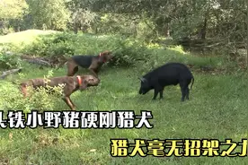 初出茅庐的小野猪，头很铁的去硬刚猎犬，猎犬竟然敢怒而不敢动手视频封面