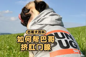 巴哥挤肛门腺的 方法，建议收藏！视频封面