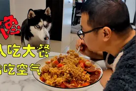 主人吃美食让二哈吃空气，二哈气得破口大骂，骂骂咧咧的笑死我了视频封面