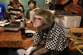 猴子当了20多年的服务员，每天发香蕉当薪水，招揽生意方法绝了