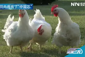 [聚焦三农]决战畜禽育种——肉鸡育种视频封面