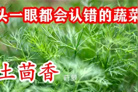 很多人把它错当茴香吃了！原来它是土茴香，如何种植莳萝？
