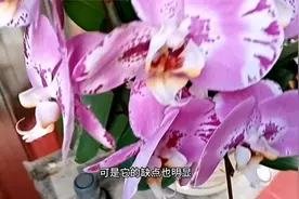 有点后悔养“蝴蝶兰”了，“食之无味，弃之可惜”，真的很矛盾视频封面