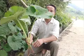 这种漂亮的蜂斗菜，聚食用药用观赏于一身，朋友们认识吗视频封面