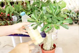 沙漠玫瑰5月花期，避免这4点，才能顺利开花视频封面