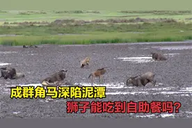 成群角马深陷泥潭，狮子妄想前去吃自助餐，结果真能如愿以偿吗？视频封面