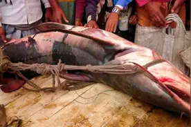 印度河中变异“水怪”，将18岁少年拖进水中，被抓住后揭开真相！视频封面