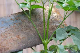 幸福树换盆之后砍一刀再喷点“它”侧枝多又茂盛视频封面