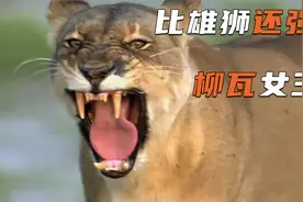 比雄狮还强壮的母狮，竟喜欢上了人类！视频封面