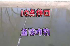 上午10点就停口，春季钓鲫鱼只能钓早吗？或许你可以钓一整天视频封面