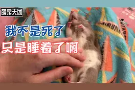 长见识 看国外养的花枝鼠 其实和老鼠没区别 你能接受这宠物吗？