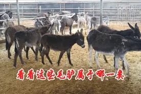 牲口市场新疆商贩在给毛驴做分类，看到最后我终于看懂了！