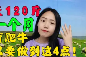 育肥牛做好这4点，一个月能长120斤！养殖户还不赶紧收藏？视频封面