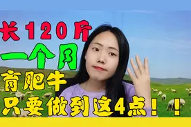 育肥牛做好这4点，一个月能长120斤！养殖户还不赶紧收藏？视频封面